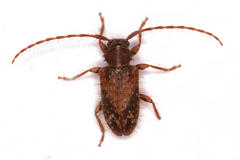 Sumelis occidentalis singularis
