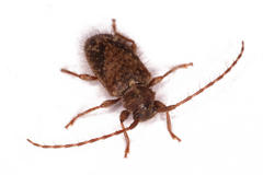 Sumelis occidentalis singularis