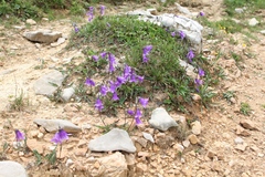 Campanula collina