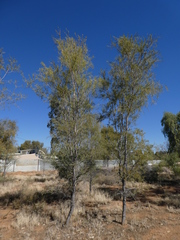 Acacia estrophiolata