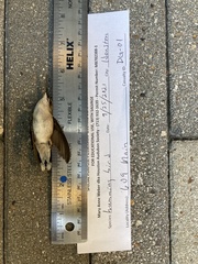 Archilochus colubris