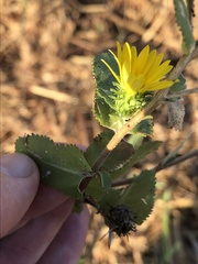 Grindelia adenodonta