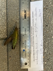 Archilochus colubris