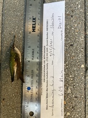 Archilochus colubris