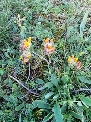 Anthyllis vulneraria vulneraria