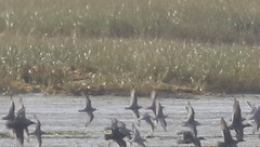 Calidris canutus