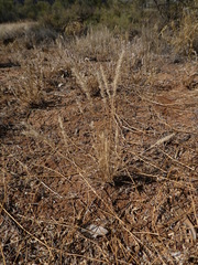 Enneapogon polyphyllus