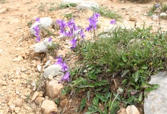 Campanula collina