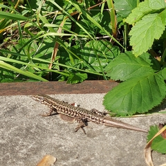 Podarcis muralis