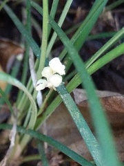 Ophiopogoneae