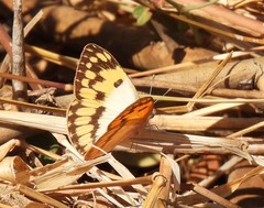 Colotis vesta