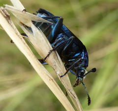 Thanatophilus micans