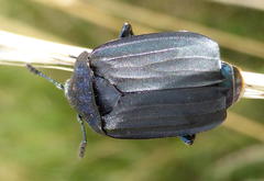 Thanatophilus micans