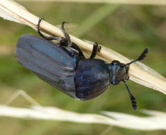 Thanatophilus micans