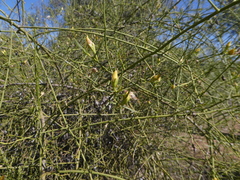 Eremophila polyclada