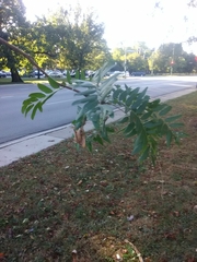 Gleditsia triacanthos