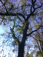 Gleditsia triacanthos