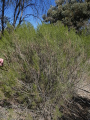 Eremophila sturtii
