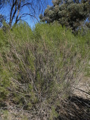 Eremophila sturtii