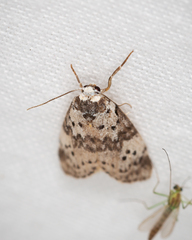 Thallarcha lechrioleuca