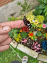 Vanessa atalanta atalanta