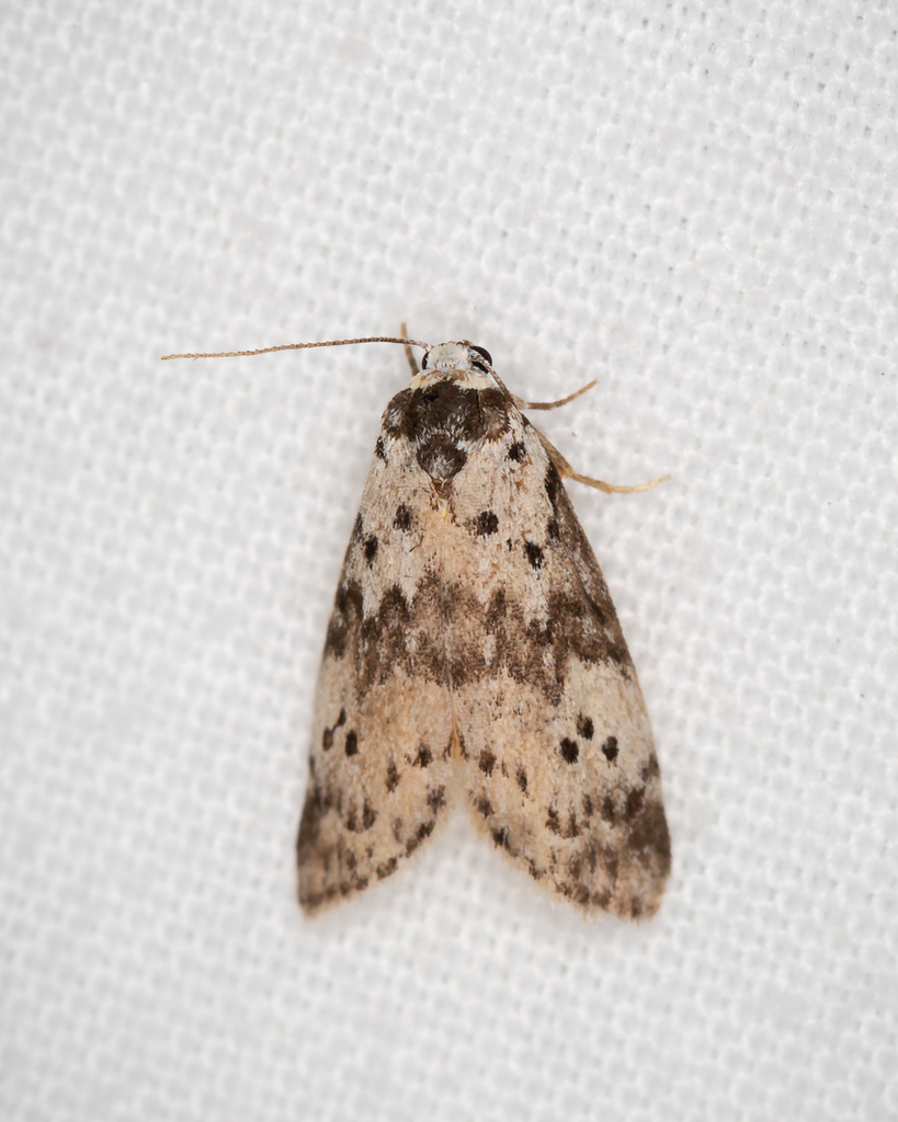Thallarcha lechrioleuca