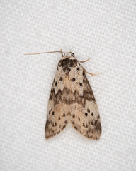 Thallarcha lechrioleuca