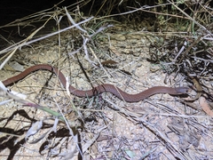 Pygopus schraderi