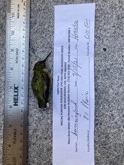 Archilochus colubris