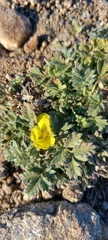 Potentilla sericea