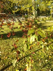 Malus coronaria