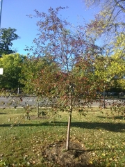 Malus coronaria