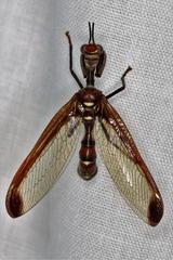 Pseudoclimaciella