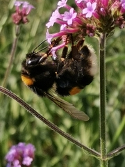 Bombus