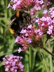 Bombus