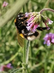 Bombus