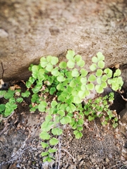 Adiantum chilense scabrum