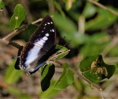 Charaxes ethalion