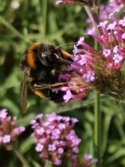 Bombus