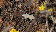 Spilostethus trilineatus