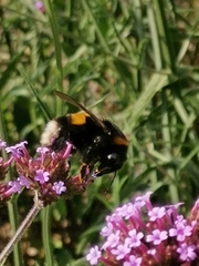 Bombus