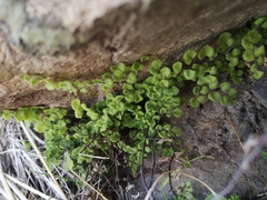 Adiantum chilense scabrum