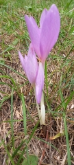 Colchicum autumnale