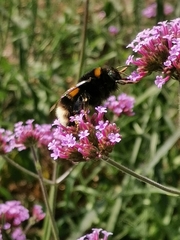 Bombus