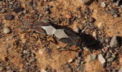 Spilostethus trilineatus