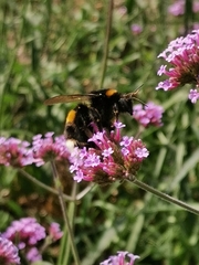 Bombus