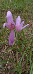 Colchicum autumnale
