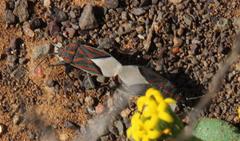 Spilostethus trilineatus