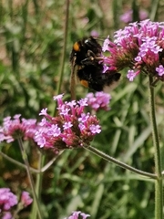 Bombus