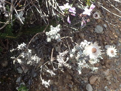 Syncarpha canescens canescens